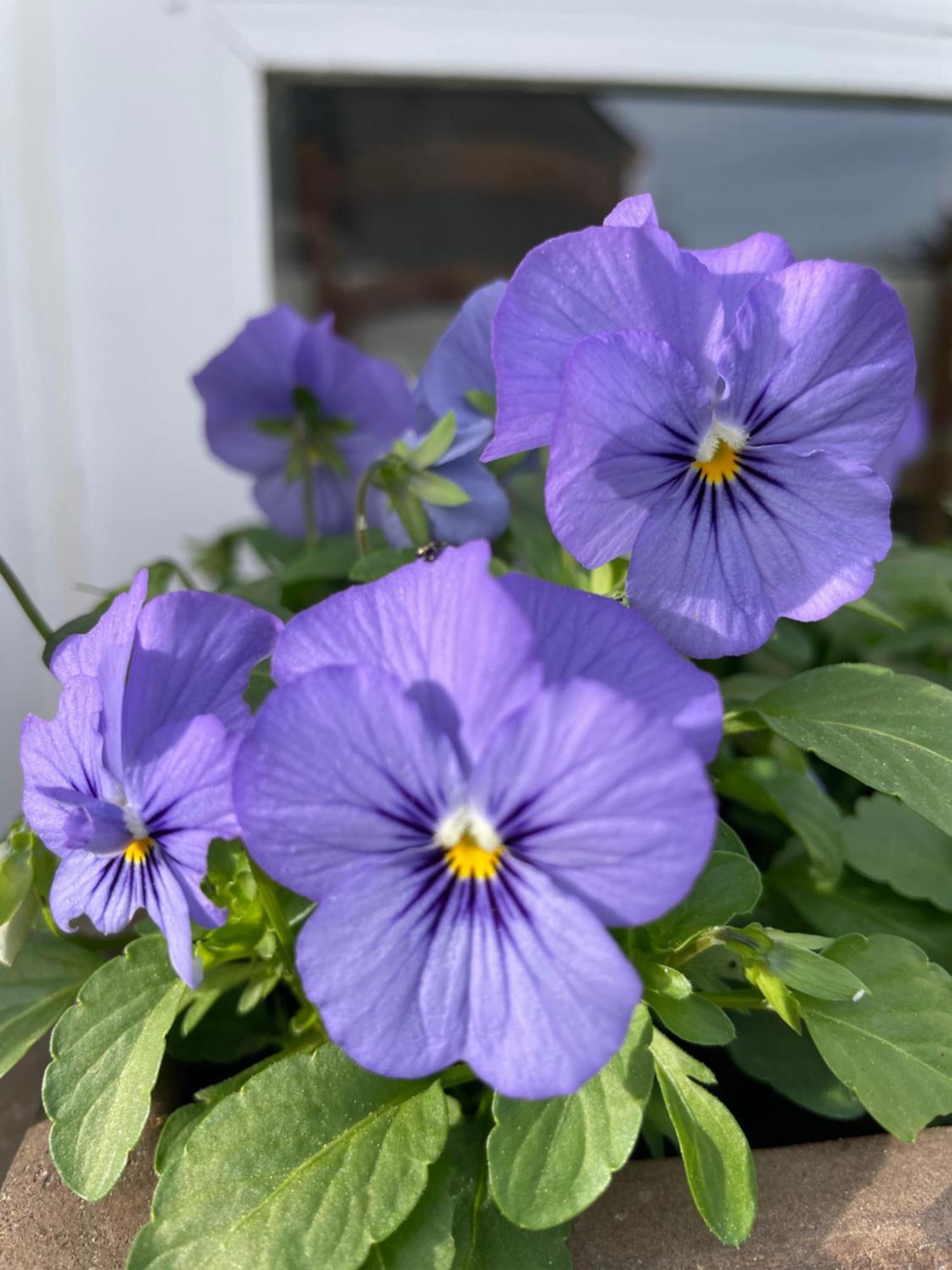 Les Hortensias Espoey Dış mekan fotoğraf