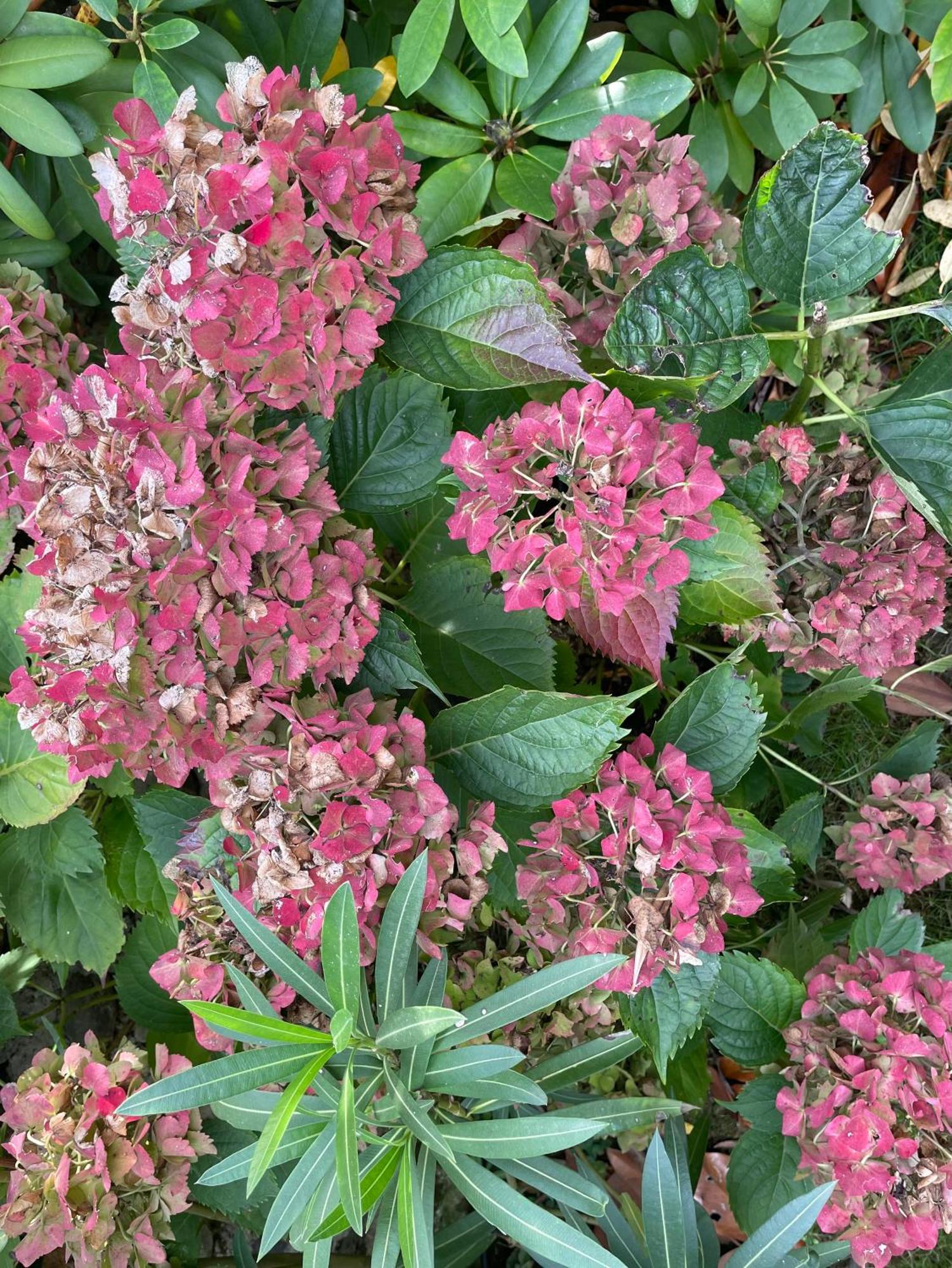 Les Hortensias Espoey Dış mekan fotoğraf